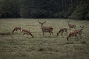 Historický krok v riadení zveri: ministerstvo zavádza nové pravidlá pre manažment raticovej zveri