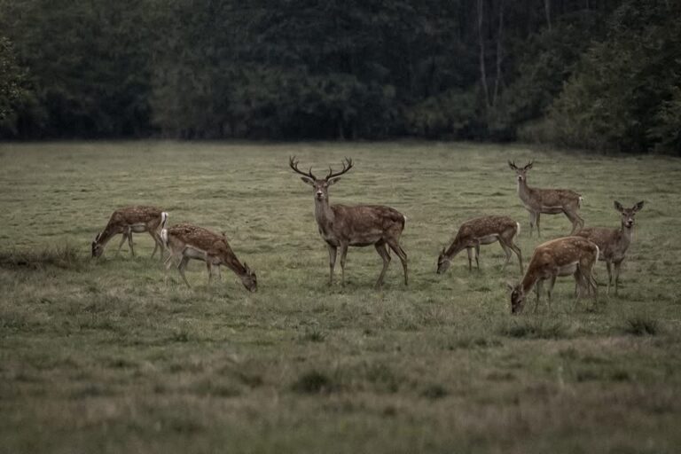 Historický krok v riadení zveri: ministerstvo zavádza nové pravidlá pre manažment raticovej zveri