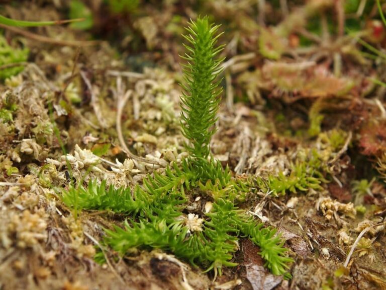 Zachránime najvzácnejšiu rastlinu Kysúc?