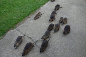 Photos from Sprava CHKO Dunajske luhy – pracovisko Bratislava’s post